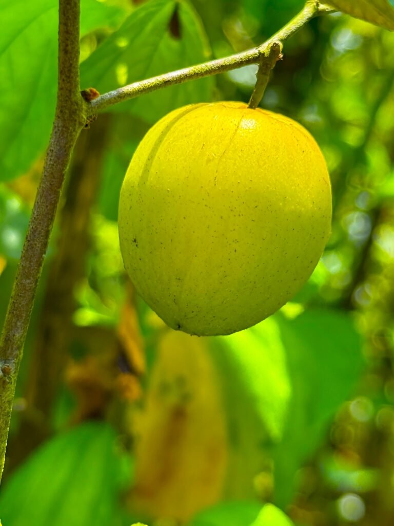 close up of a yellow monkey apple fruit hanging from its branch in a forest